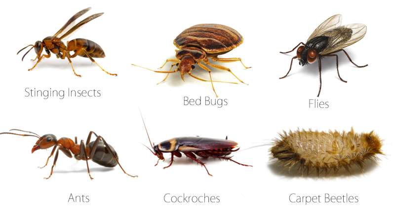 roach pest control in Cropwell