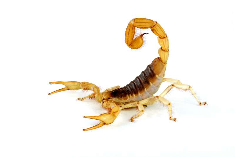 plant pest control in Kinston
