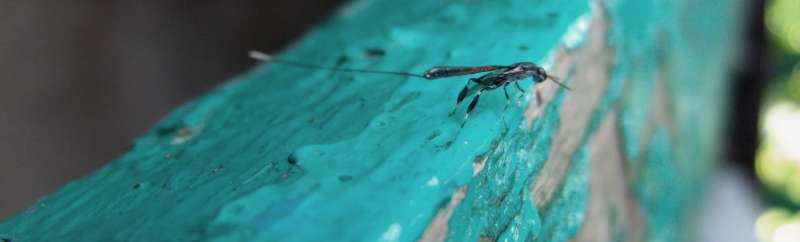 professional pest control services in Ellisville