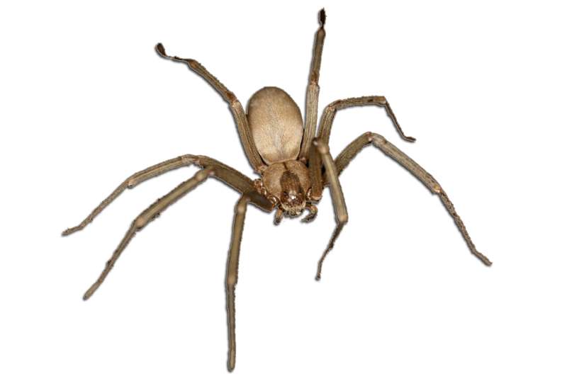 best home pest control in Zuni