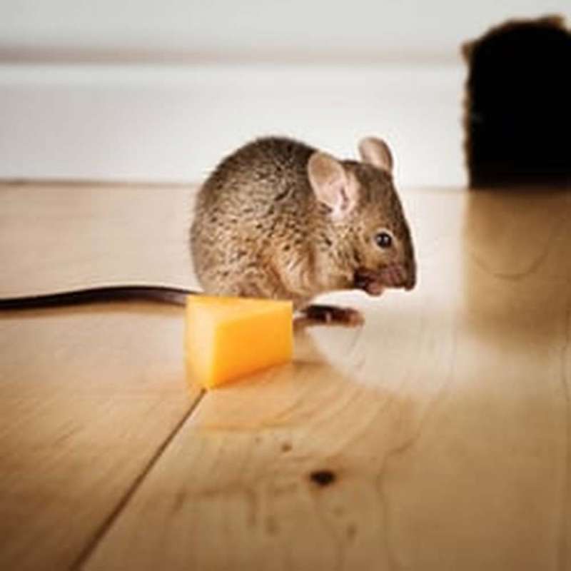 best home pest control in Martinsville