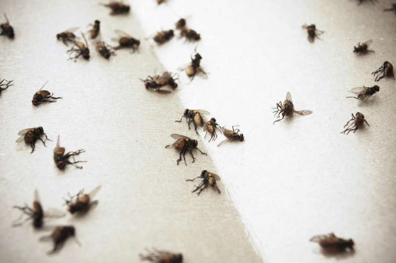 pest eliminators in Temperanceville